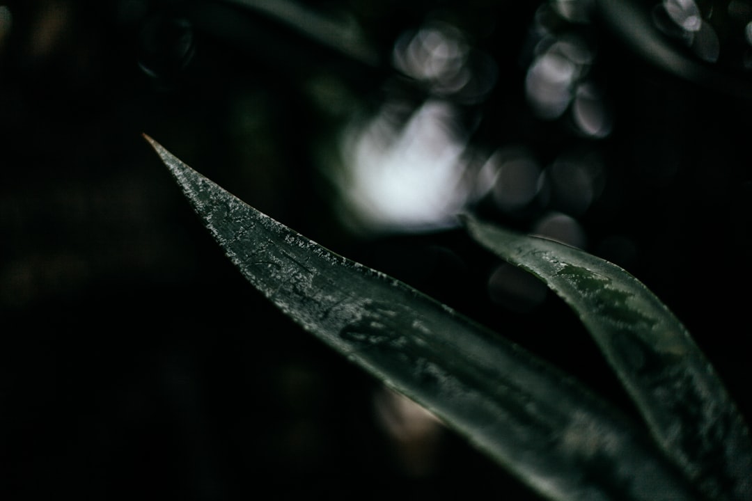 Jak zrobić płyn do spryskiwaczy własnej roboty?